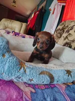 Lucky, a male Miniature Dachshund for sale in Abbotsford, WI – Photo 8 of 9