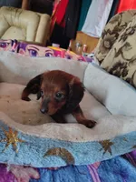 Lucky, a male Miniature Dachshund for sale in Abbotsford, WI – Photo 6 of 9