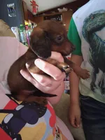 Lucky, a male Miniature Dachshund for sale in Abbotsford, WI – Photo 5 of 9