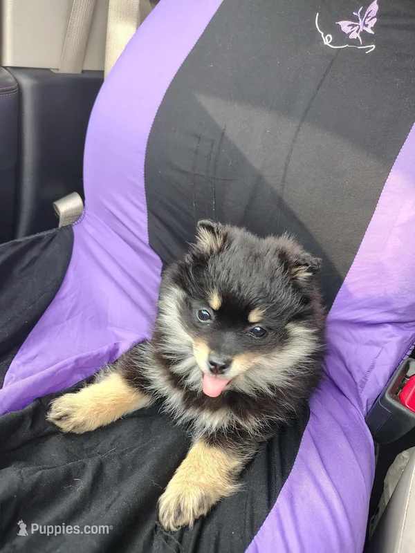Poppy – Pomeranian puppy for sale in Abbotsford, WI