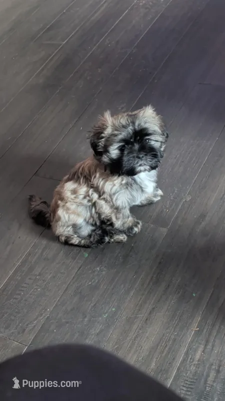 Rosie – Shih Tzu puppy for sale in Abbotsford, WI