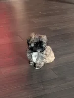 Rosie, a female Shih Tzu for sale in Abbotsford, WI – Photo 2 of 2