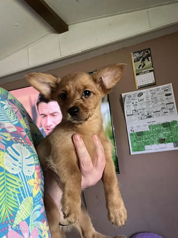 Rosa – Cardigan Welsh Corgi puppy for sale in Abbotsford, WI