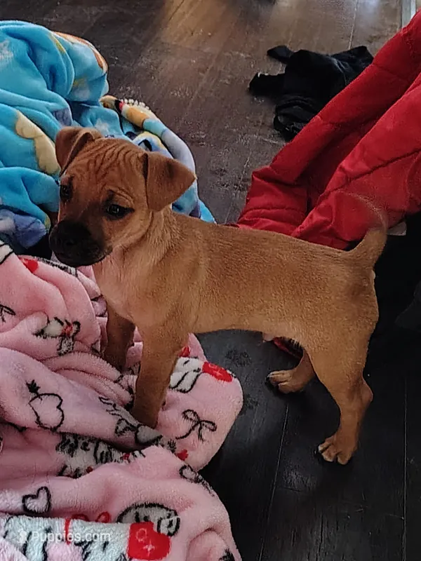 Toby  – Chihuahua, Pug puppy for sale in Abbotsford, WI