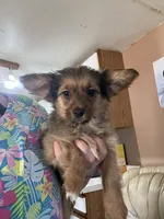 Lucy, a female Cardigan Welsh Corgi for sale in Abbotsford, WI – Photo 3 of 3