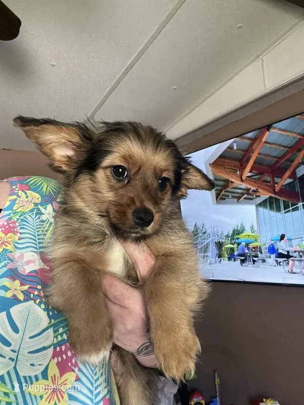Lucy – Cardigan Welsh Corgi puppy for sale in Abbotsford, WI