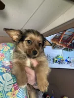 Lucy, a female Cardigan Welsh Corgi for sale in Abbotsford, WI – Photo 1 of 3