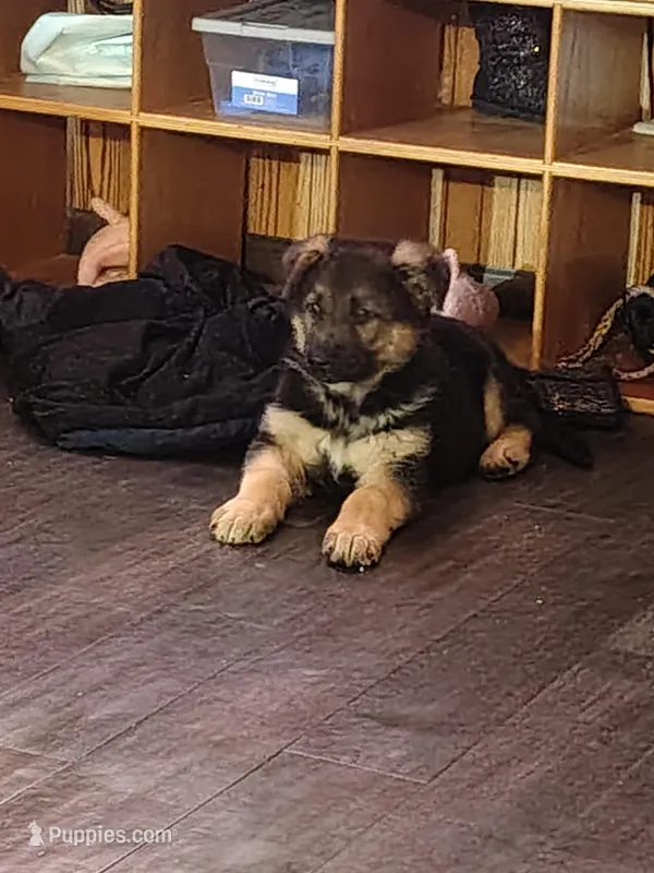 Max – German Shepherd Dog puppy for sale in Abbotsford, WI