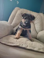 Max, a male German Shepherd Dog for sale in Abbotsford, WI – Photo 2 of 2