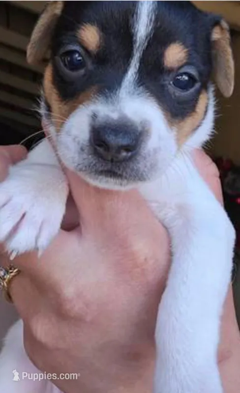 Laney – Jack Russell Terrier puppy for sale in San Pablo, CA