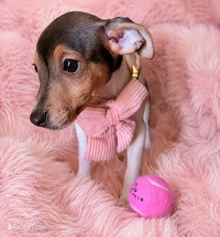 Bambi  – Jack Russell Terrier puppy for sale in San Pablo, CA