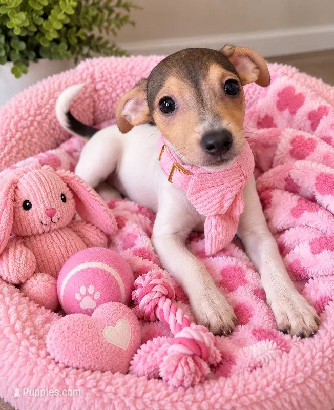 Bambi  – Jack Russell Terrier puppy for sale in San Pablo, CA