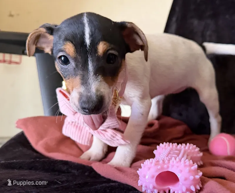Laney – Jack Russell Terrier puppy for sale in San Pablo, CA