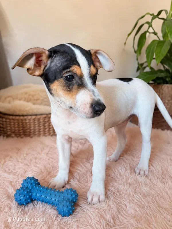 Gus Gus  – Jack Russell Terrier puppy on hold in San Pablo, CA