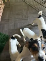 Gus Gus , a male Jack Russell Terrier for sale in San Pablo, CA – 3 of 3