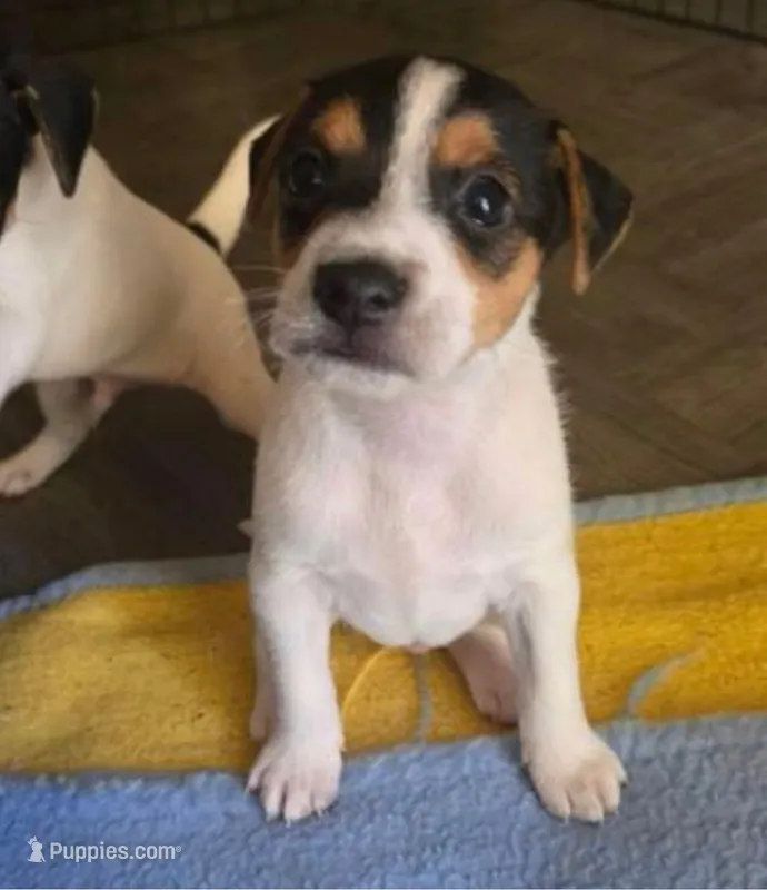 Gus Gus  – Jack Russell Terrier puppy for sale in San Pablo, CA