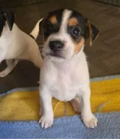Gus Gus , a male Jack Russell Terrier for sale in San Pablo, CA – 1 of 3
