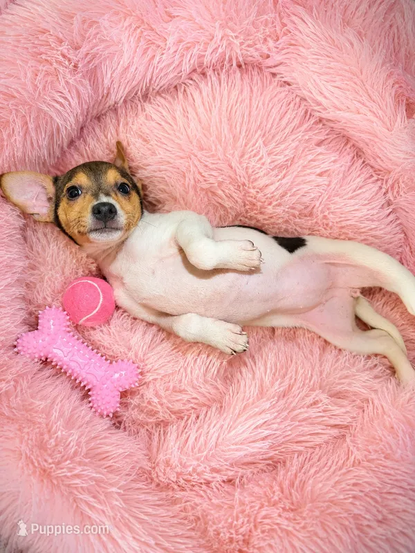 Ella – Jack Russell Terrier puppy for sale in San Pablo, CA