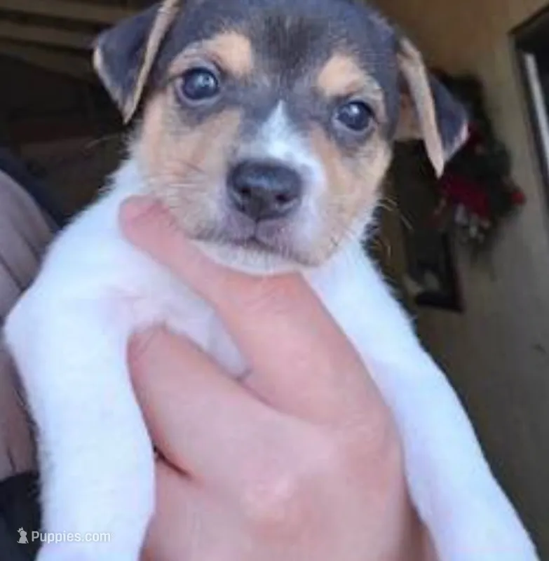 Ella – Jack Russell Terrier puppy for sale in San Pablo, CA