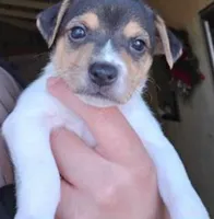Ella, a female Jack Russell Terrier for sale in San Pablo, CA – 1 of 1