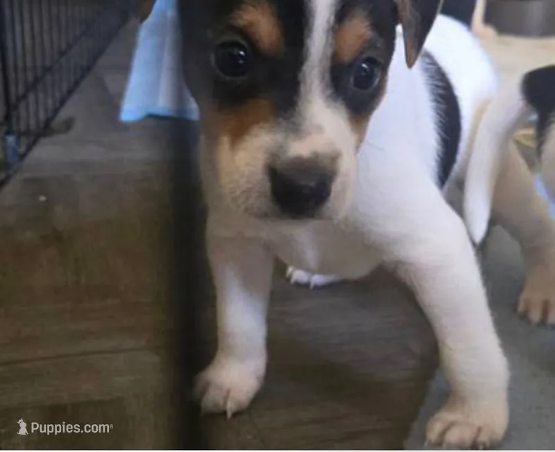 Bucky – Jack Russell Terrier puppy for sale in San Pablo, CA
