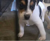Bucky, a male Jack Russell Terrier for sale in San Pablo, CA – 1 of 1