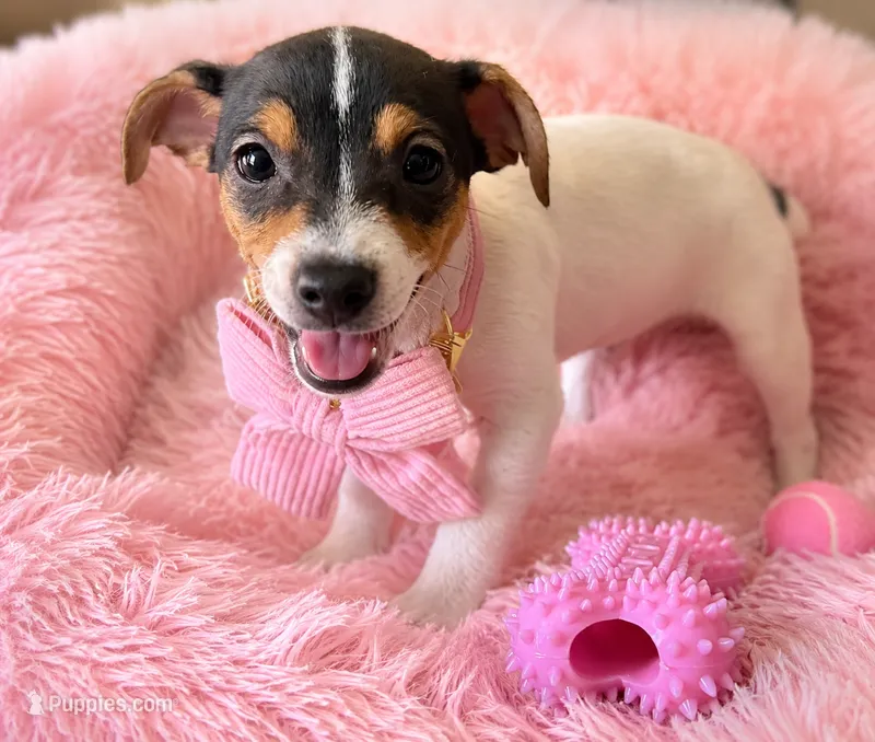 Laney – Jack Russell Terrier puppy for sale in San Pablo, CA