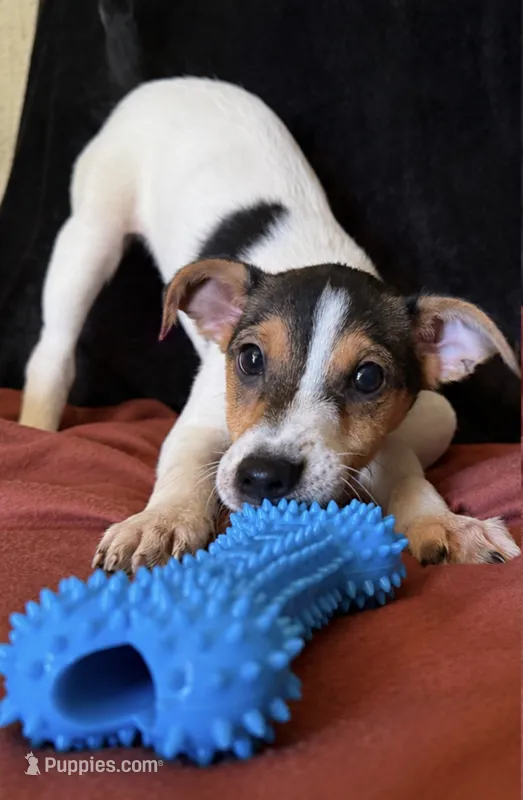 Bucky – Jack Russell Terrier puppy for sale in San Pablo, CA