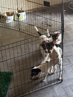 Bambi , a female Jack Russell Terrier for sale in San Pablo, CA – 2 of 2
