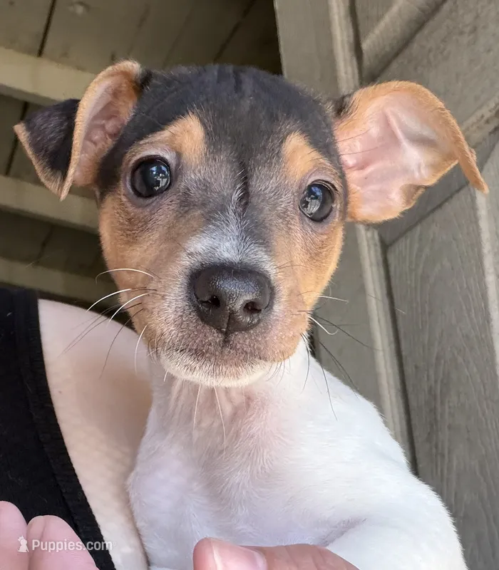 Bambi  – Jack Russell Terrier puppy for sale in San Pablo, CA