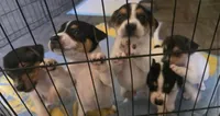 Gus Gus , a male Jack Russell Terrier for sale in San Pablo, CA – 2 of 3