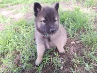 Green Boy, a male Belgian Tervuren for sale in Kirksville, MO – 3 of 9