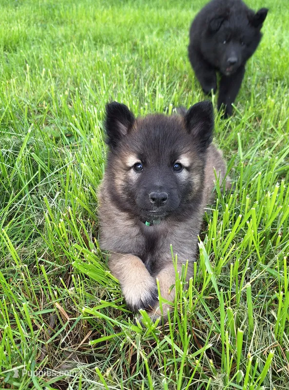 Green Boy – Belgian Tervuren puppy for sale in Kirksville, MO