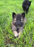 Green Boy, a male Belgian Tervuren for sale in Kirksville, MO – 1 of 9