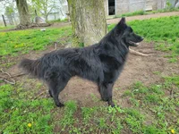 Green Boy, a male Belgian Tervuren for sale in Kirksville, MO – 5 of 9