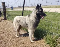 Green Boy, a male Belgian Tervuren for sale in Kirksville, MO – 7 of 9