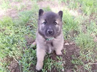 Green Boy, a male Belgian Tervuren for sale in Kirksville, MO – 2 of 9