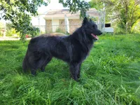 Green Boy, a male Belgian Tervuren for sale in Kirksville, MO – 4 of 9