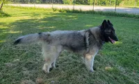 Green Boy, a male Belgian Tervuren for sale in Kirksville, MO – 8 of 9