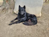 Green Boy, a male Belgian Tervuren for sale in Kirksville, MO – 6 of 9
