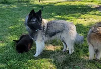 Green Boy, a male Belgian Tervuren for sale in Kirksville, MO – 9 of 9