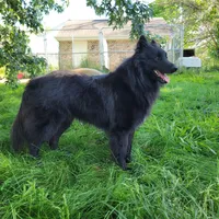 Sapphire Litter, a  Belgian Tervuren for sale in Kirksville, MO – Photo 4 of 6