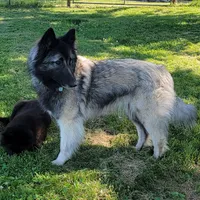 Sapphire Litter, a  Belgian Tervuren for sale in Kirksville, MO – Photo 3 of 6