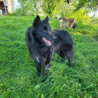 Sapphire Litter, a  Belgian Tervuren for sale in Kirksville, MO – Photo 2 of 6