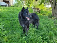 Sapphire Litter, a  Belgian Tervuren for sale in Kirksville, MO – Photo 2 of 6