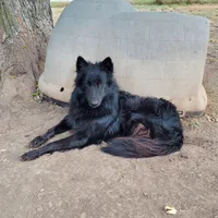 Sapphire Litter, a  Belgian Tervuren for sale in Kirksville, MO – Photo 6 of 6