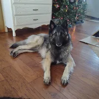 Sapphire Litter, a  Belgian Tervuren for sale in Kirksville, MO – Photo 5 of 6