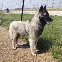 Sapphire Litter, a  Belgian Tervuren for sale in Kirksville, MO – Photo 1 of 6