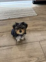 Luna, a female Yorkshire Terrier and Morkie for sale in Saint Augustine, FL – Photo 3 of 6