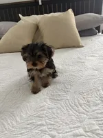 Luna, a female Yorkshire Terrier and Morkie for sale in Saint Augustine, FL – Photo 6 of 6